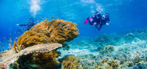 raja_ampat_underwater_life